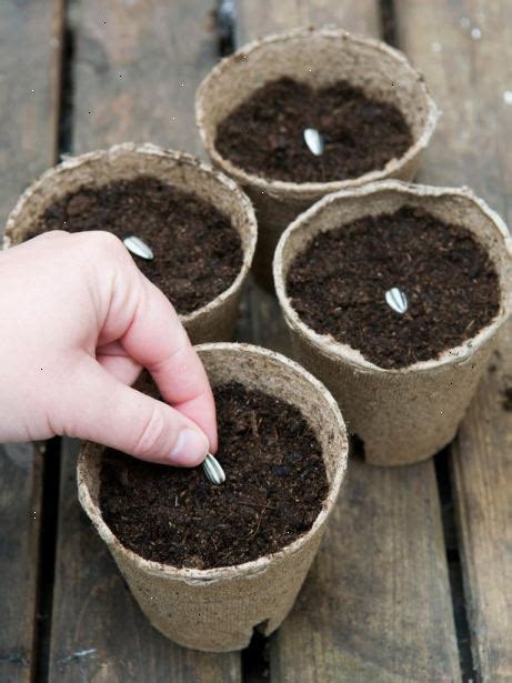 hur plantera små frön